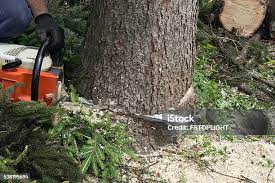 Best Tree and Shrub Care  in Coweta, OK
