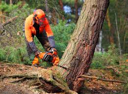 Best Tree Disease Treatment  in Coweta, OK