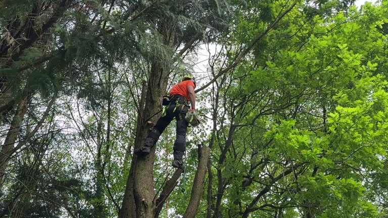 Best Tree Risk Assessment  in Coweta, OK